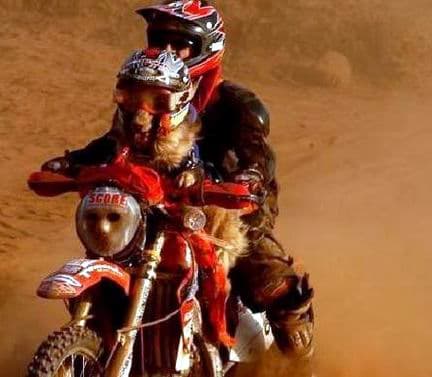 enduro-dog