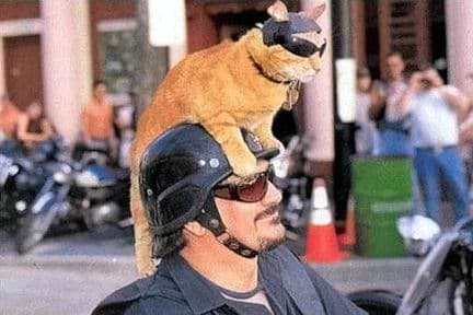 coolcat